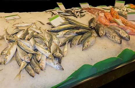 escolha-bacalhau
