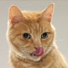 Ração para gatos: alimente bem os seus