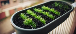 Mini-horta